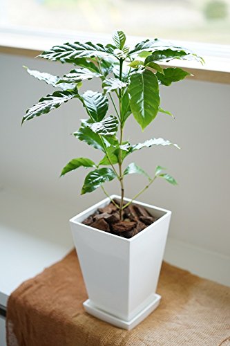 Amazon.co.jp: コーヒー苗木 植え替え4点セット【高級コーヒー豆